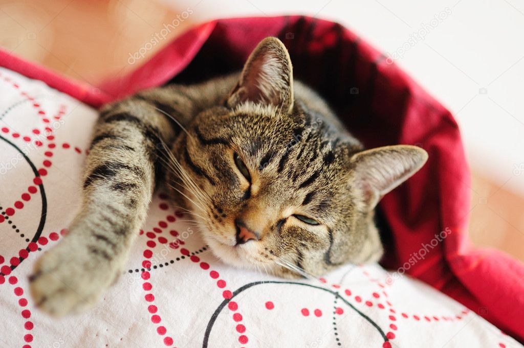 Cat under a blanket ⬇ Stock Photo, Image by © andyivanov3712 3434772