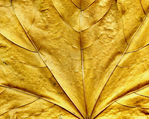 Akçaağaç yaprağı arka plan — Stok fotoğraf
