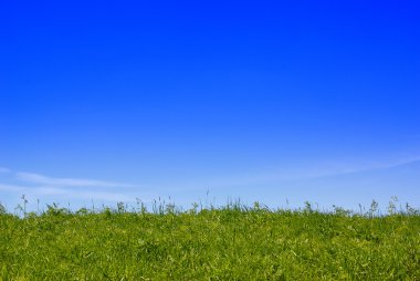 Green grass and blue sky clipart