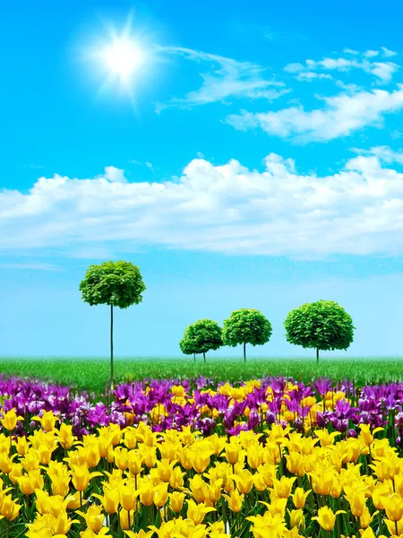 Green grass and young tulips on blue sky — Stock Photo, Image