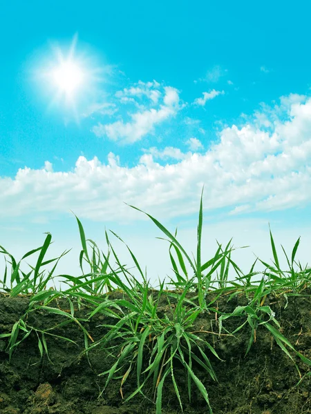 Зеленая трава на голубом небе — стоковое фото