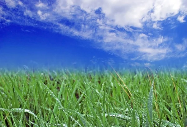 Yeşil çimenlerin üzerinde mavi gökyüzü — Stok fotoğraf