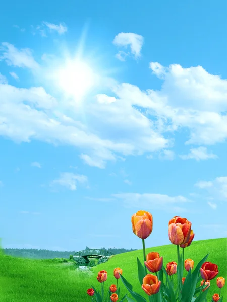 Красные тюльпаны на голубом небе — стоковое фото