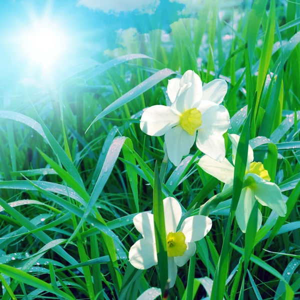 Narcissus on blue sky — Stock Photo, Image