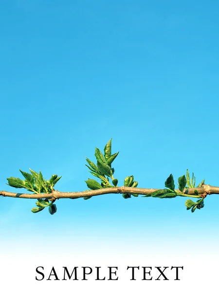 Green branch on blue sky — Stock Photo, Image