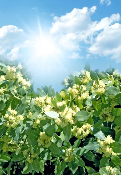 Beautiful spring flowers on blue sky — Stock Photo, Image