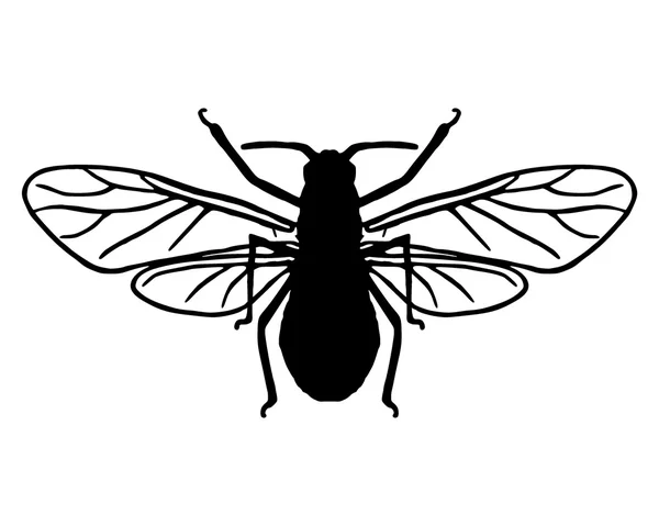 蚜虫剪影 — 图库照片