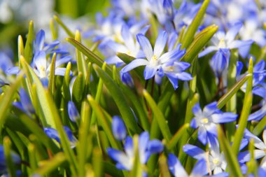 chionodoxa çiçek portre