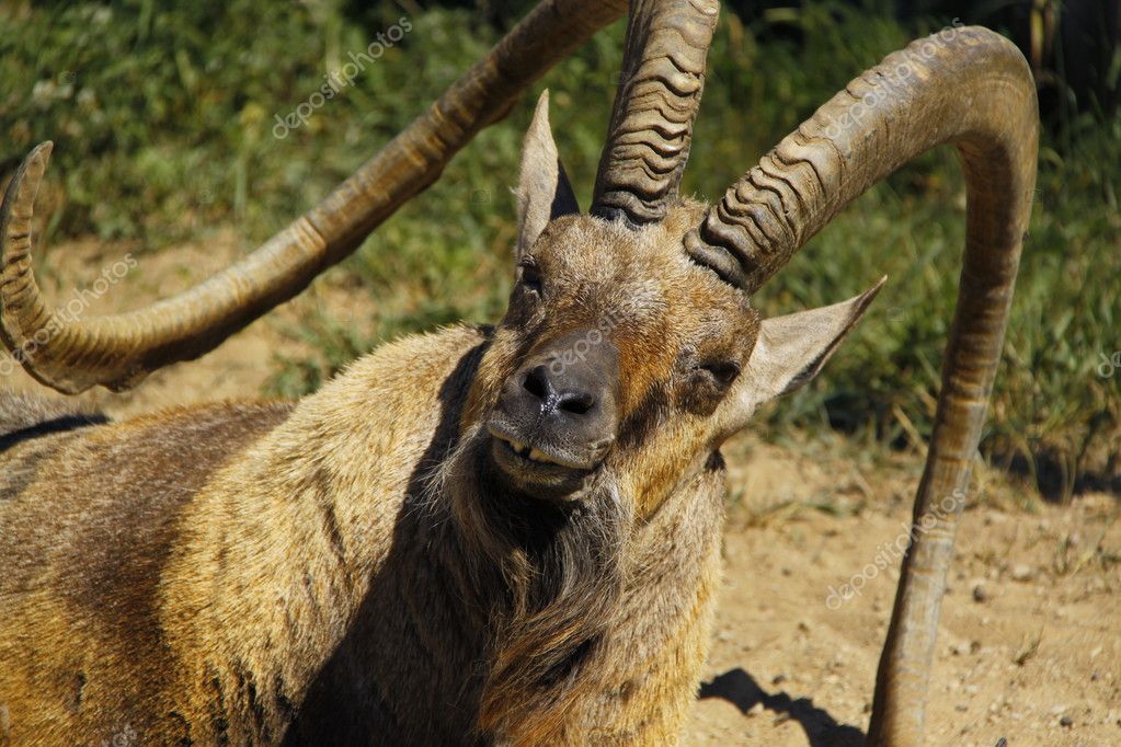 Old nubian ibex closeup Stock Photo by ©vadimone 3636830