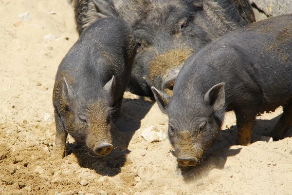 stock image Black pigs