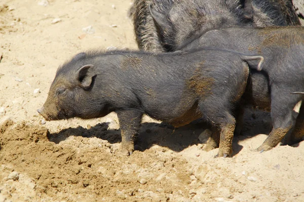 stock image Black pigs