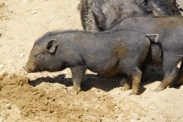 Чорний свиней — стокове фото