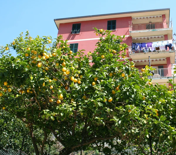 Itália. Cinque Terre. Casa cor de rosa — Fotografia de Stock