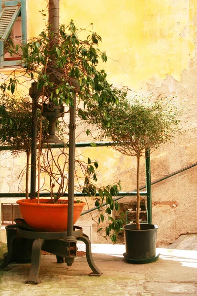 İtalya. ağaç sarı duvara karşı — Stok fotoğraf