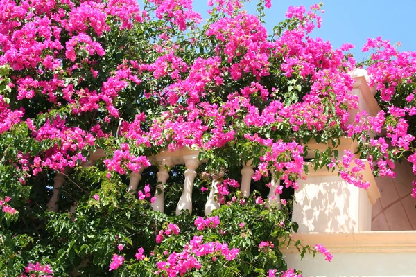 stock image Greece. Kos island. Pink flowers