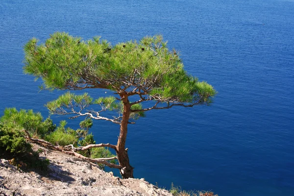 Ukraina. Krym. Morza Czarnego. Drzewo sosny nad morzem — Zdjęcie stockowe