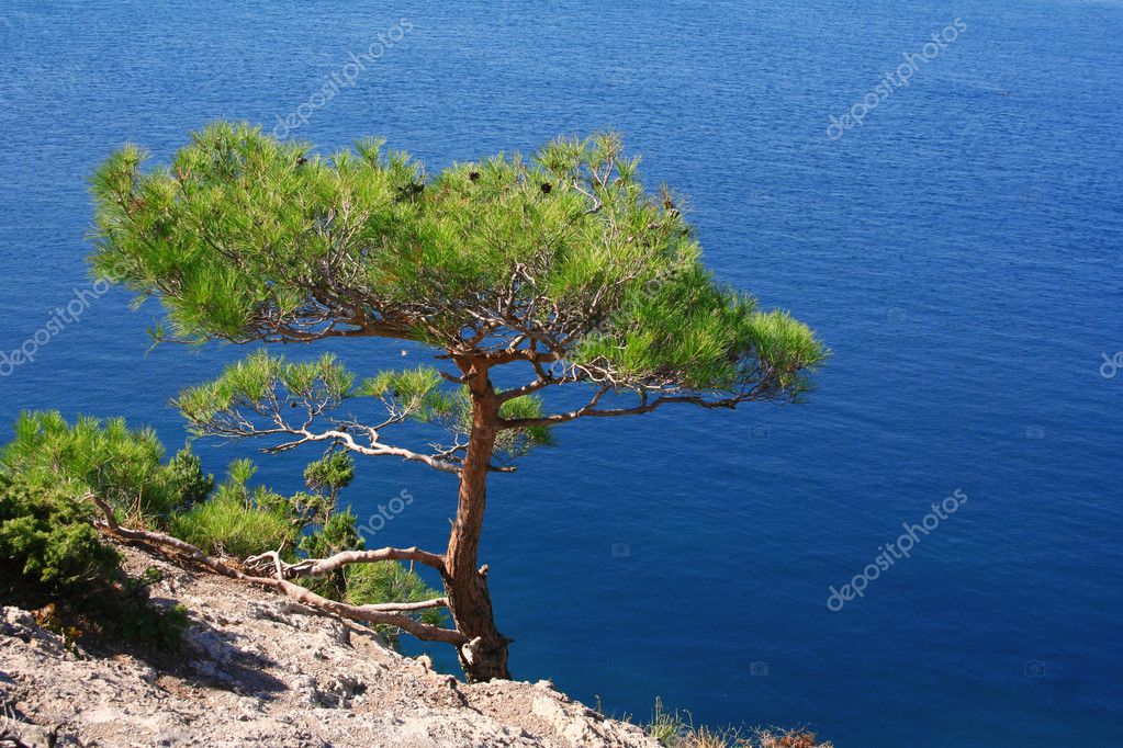 Ukraine. Crimea. The Black Sea. Pine tree next to the sea — Stock Photo ...