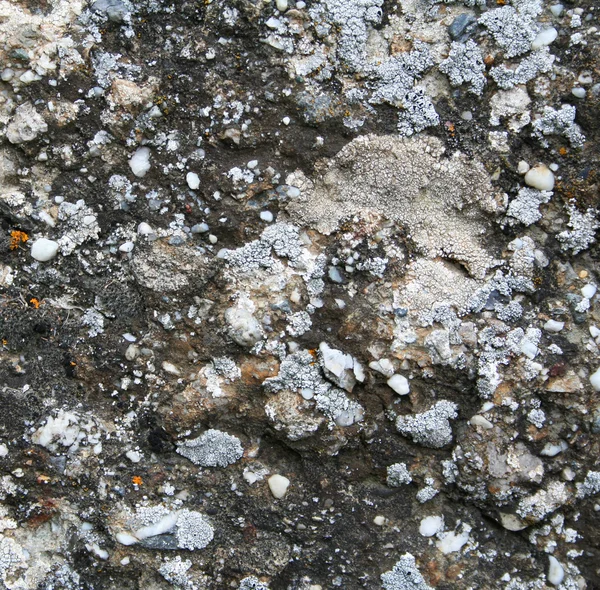 Moule abstrait sur pierre texture grunge — Photo