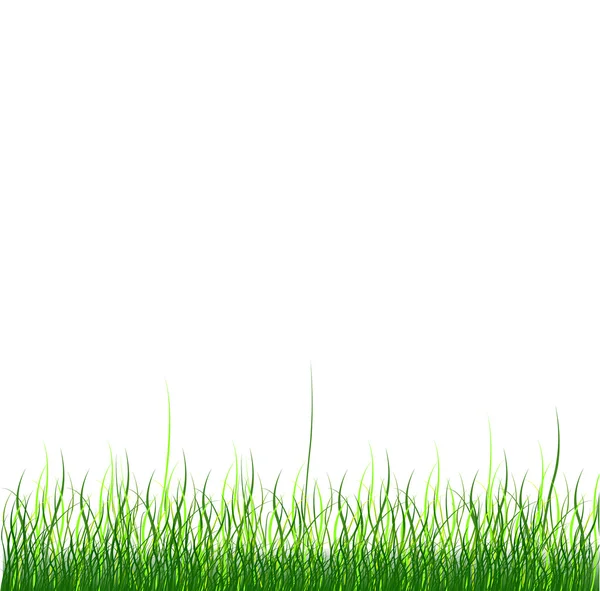Зеленая трава — стоковый вектор