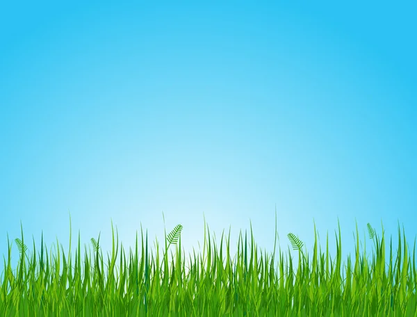 Grassy field — Stock Vector
