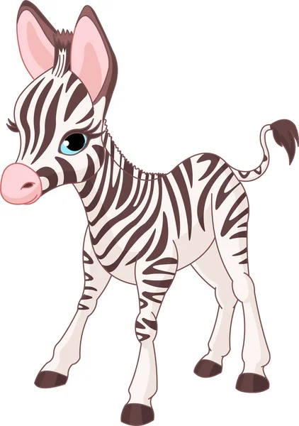 Söt zebra föl — Stock vektor