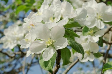 blossom aple ağaçlarına.