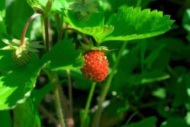 The Field strawberry. clipart