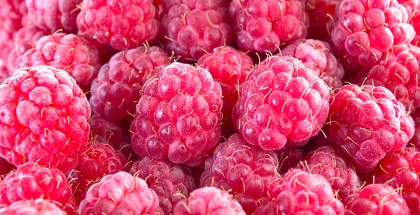 The Raspberries. — Stock Photo, Image