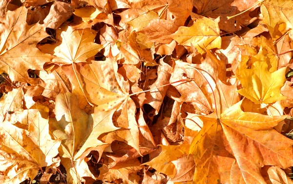 秋の背景 ロイヤリティフリーのストック写真
