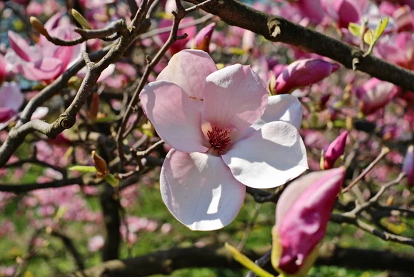 Magnolia Imagen de stock