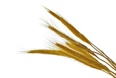 Spikelets