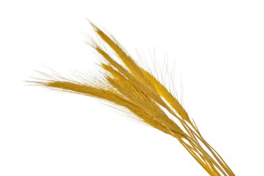 Spikelets