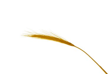 Spikelets