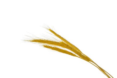 Spikelets