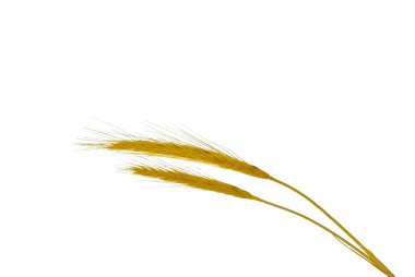 Spikelets