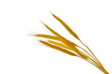 Spikelets