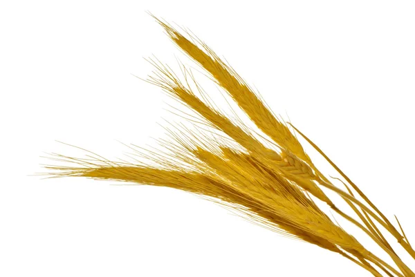 stock image Spikelets