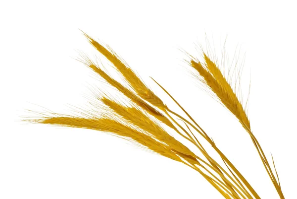 Spikelets — Stock Photo, Image
