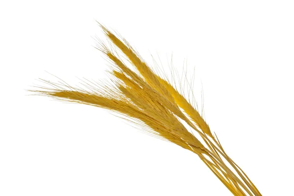 Spikelets — 스톡 사진