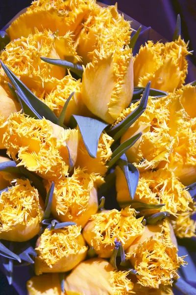 Tulipanes amarillos con flecos —  Fotos de Stock