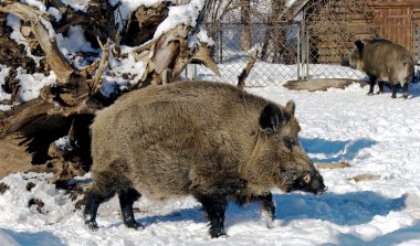 Siberian wild boars clipart