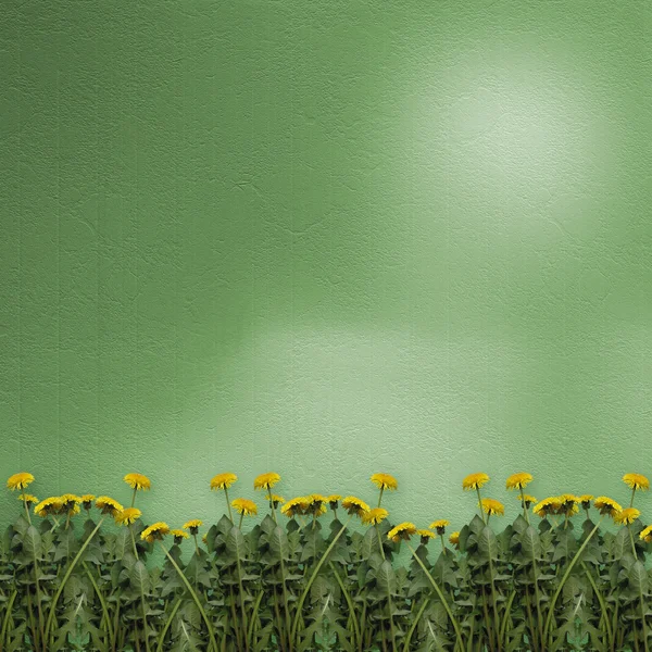 Зеленый фон с одуванчиками — стоковое фото