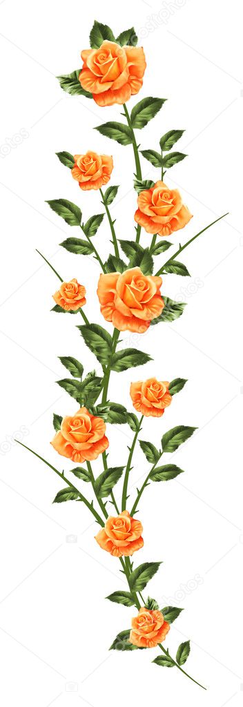 Painted roses on isolated background
