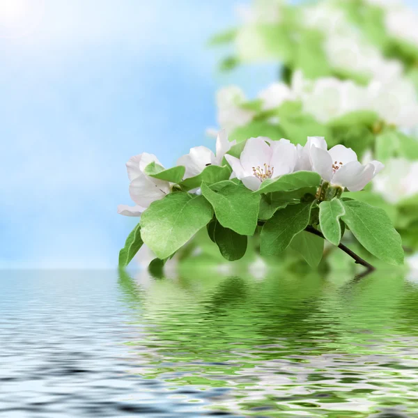 Krásné kvetoucí broskev — Stock fotografie
