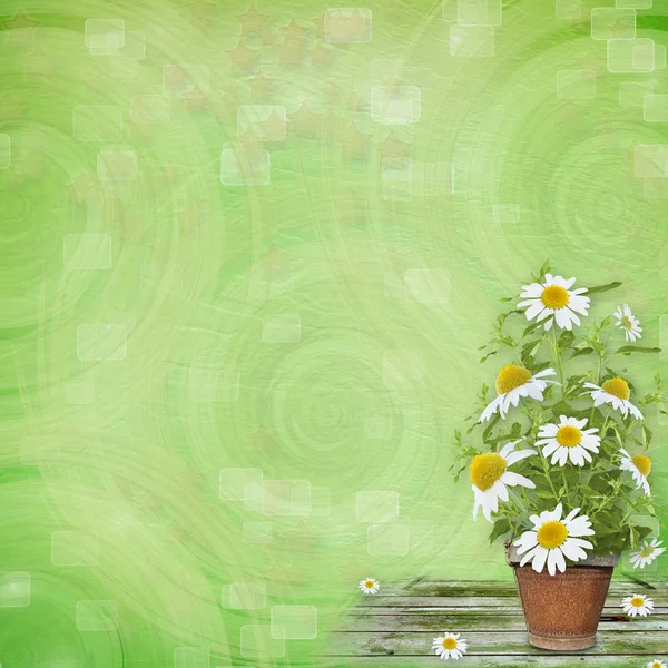 Grunge paper med vackra massa daisy för design — Stockfoto