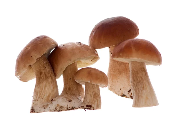 stock image Mushrooms