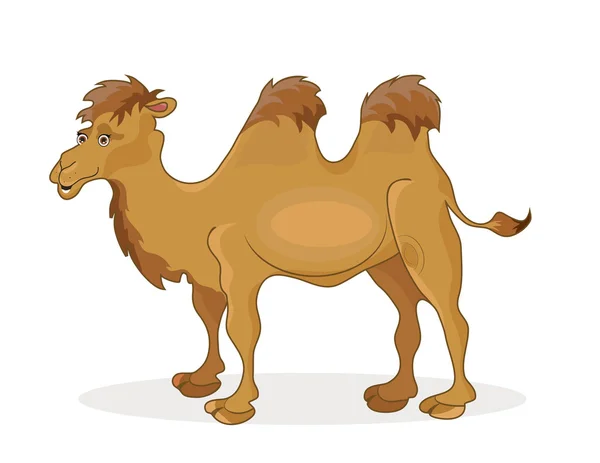 Kamel — Stockvektor
