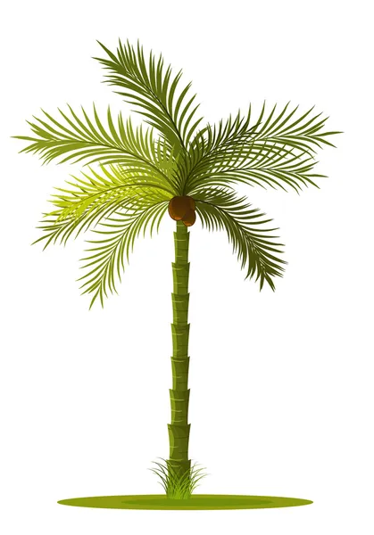 Albero di palma — Vettoriale Stock