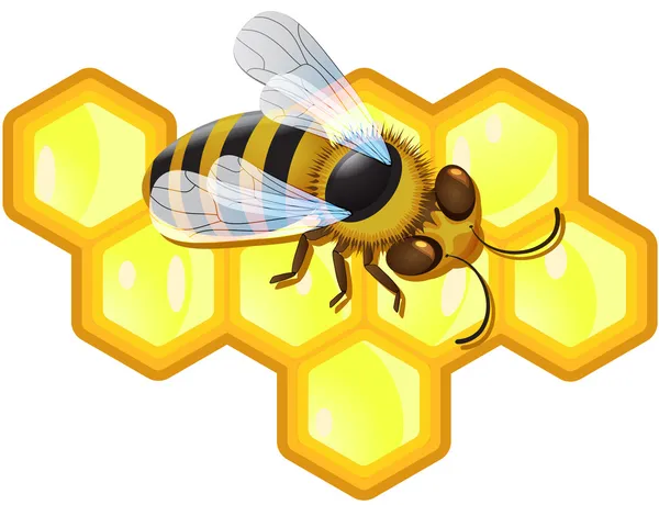 Vector bee and honeycombs — Stock Vector