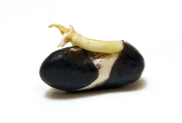 Germinated Seed — Stock Photo, Image